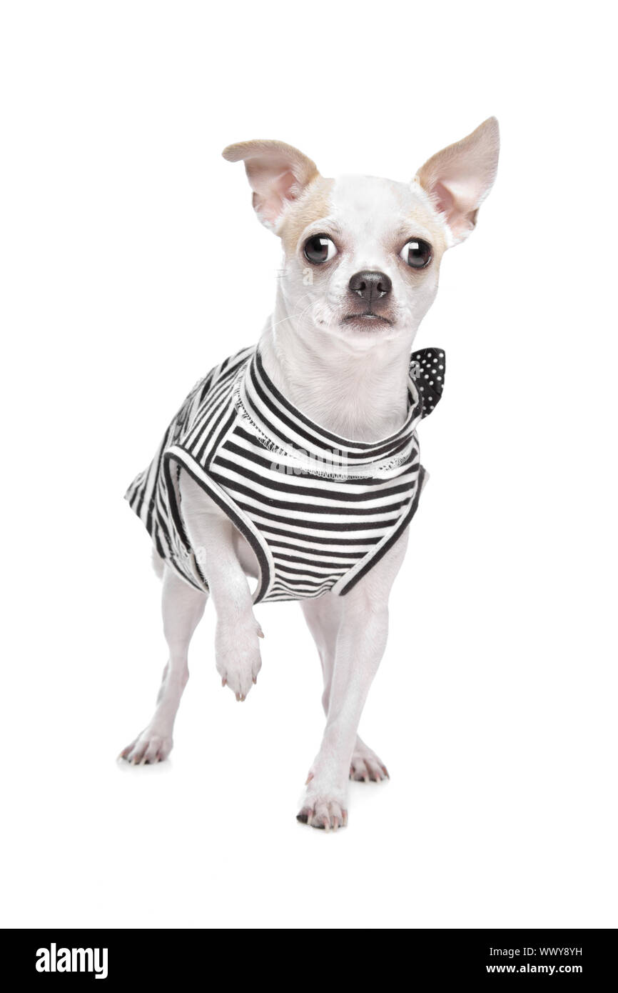 gekleidete Chihuahua vor einem weißen Hintergrund Stockfoto