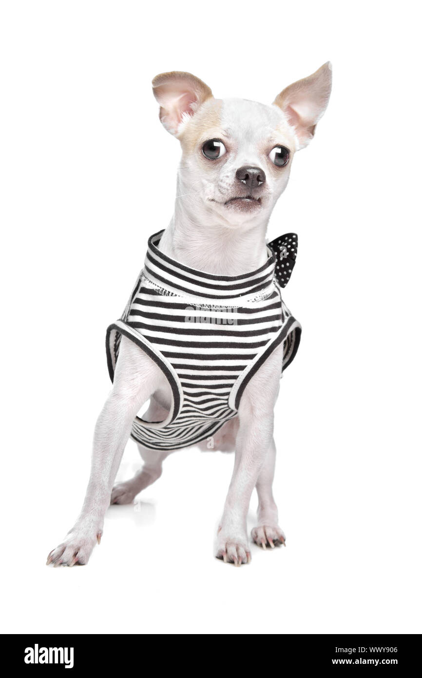 gekleidete Chihuahua vor einem weißen Hintergrund Stockfoto