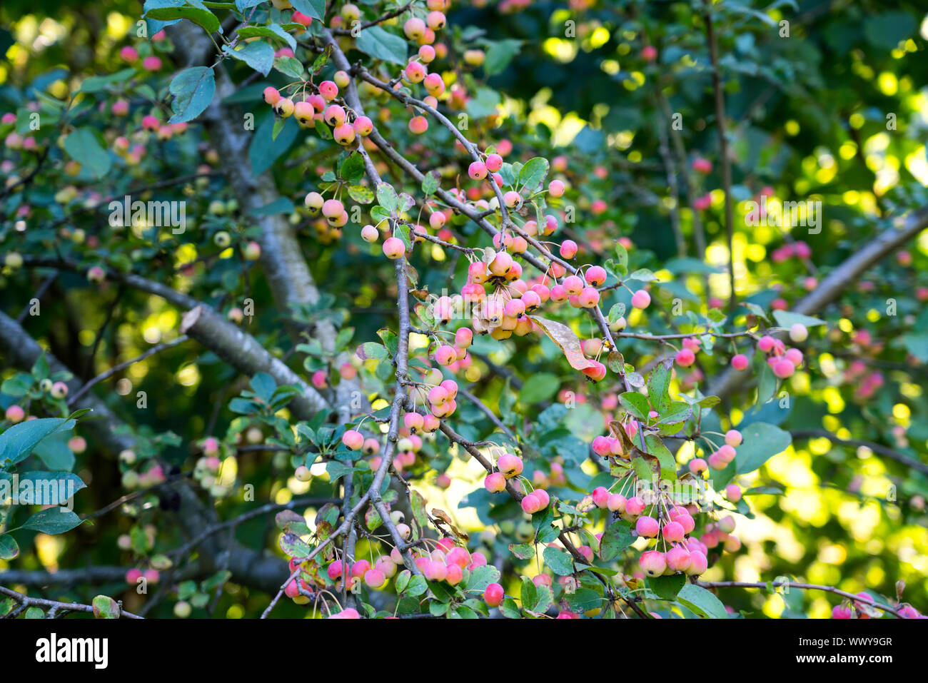 Dekorative Äpfel im Herbst, ornamentalen Äpfel, Deutschland, Europa Stockfoto