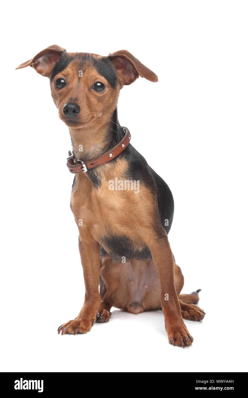 Zwergpinscher vor einem weißen Hintergrund Stockfoto
