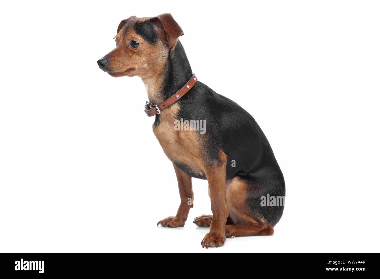 Zwergpinscher vor einem weißen Hintergrund Stockfoto