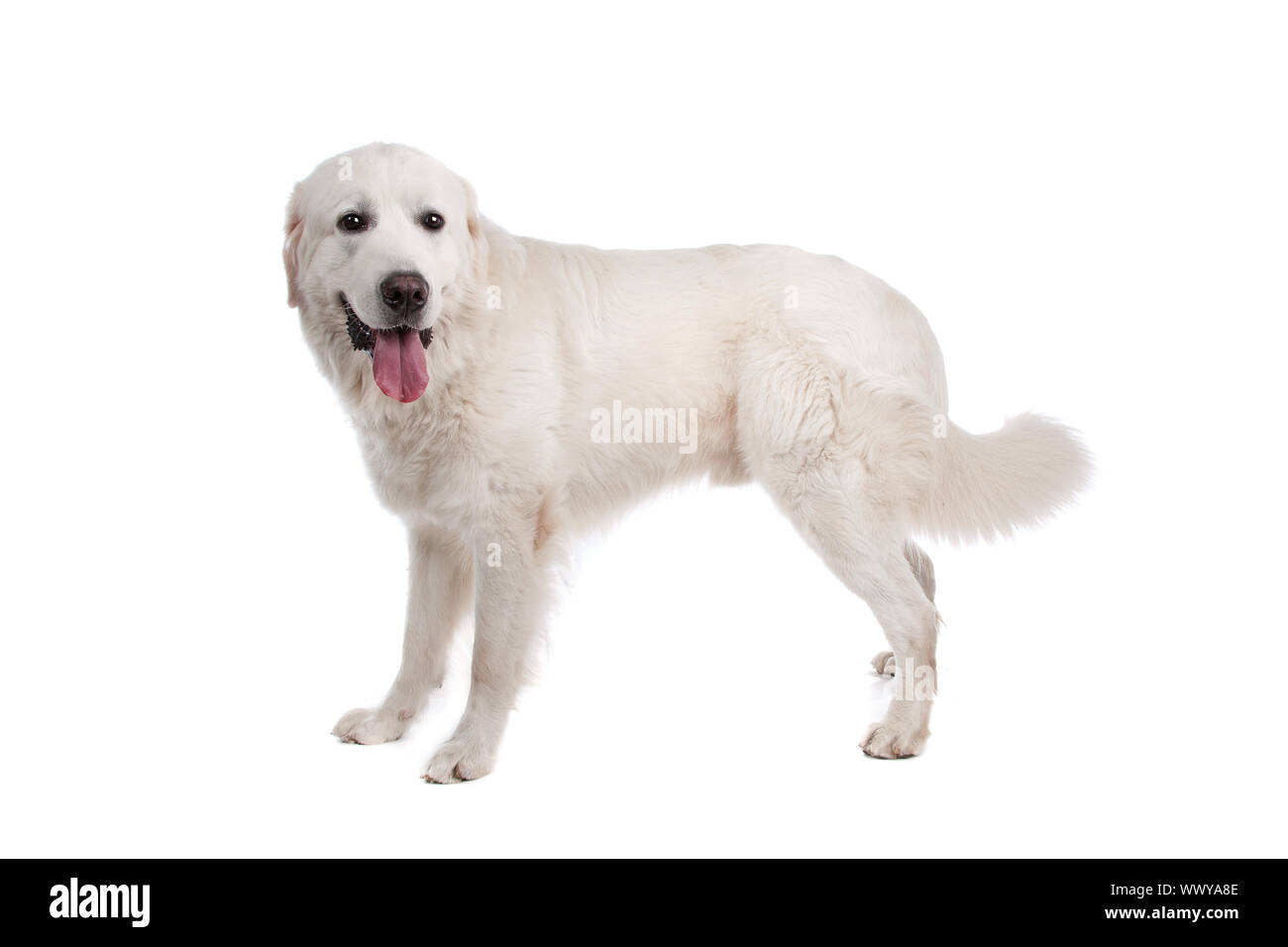 Polnischen Tatra Schäferhund vor einem weißen Hintergrund Stockfoto