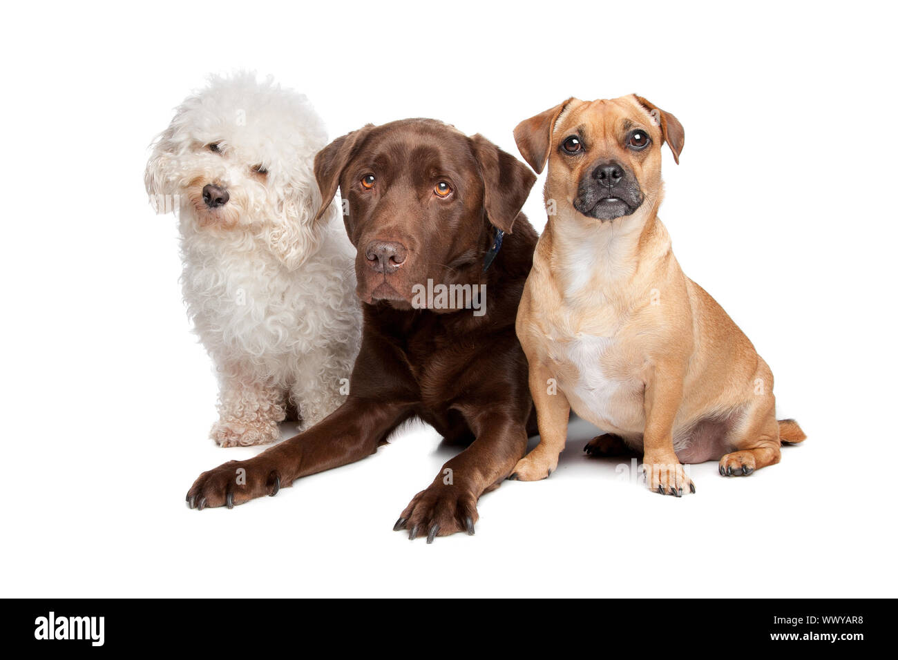 Malteser, chocolate Labrador und ein Mischling Stockfoto