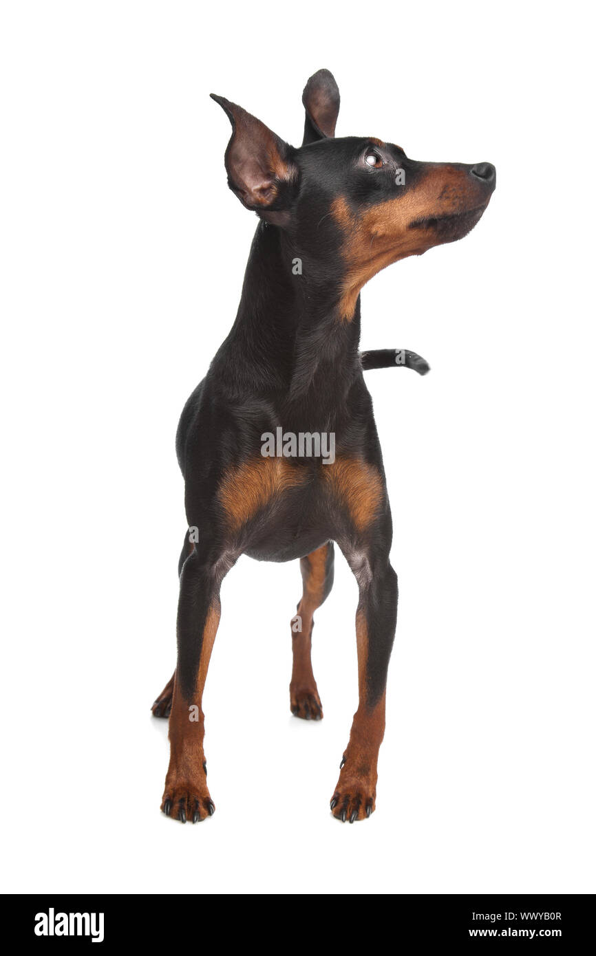 Zwergpinscher vor einem weißen Hintergrund Stockfoto