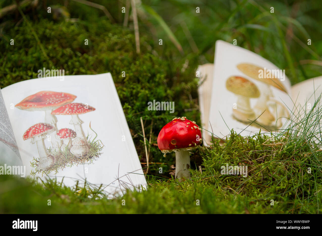 Bestimmung von Pilzen mit Pilz Buch Stockfoto