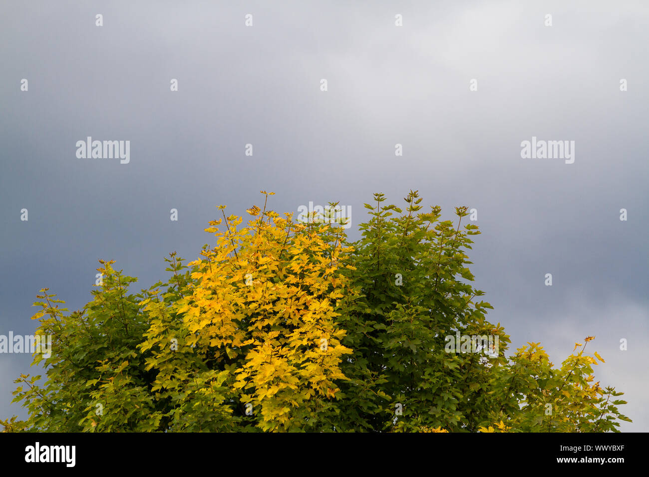 Licht Blattfärbung Ahorn im Herbst Stockfoto