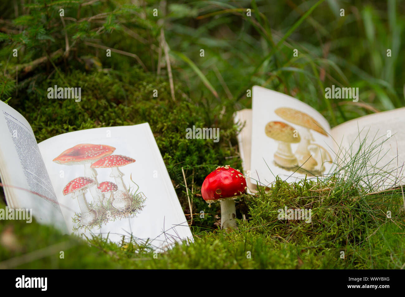 Bestimmung von Pilzen mit Pilz Buch Stockfoto