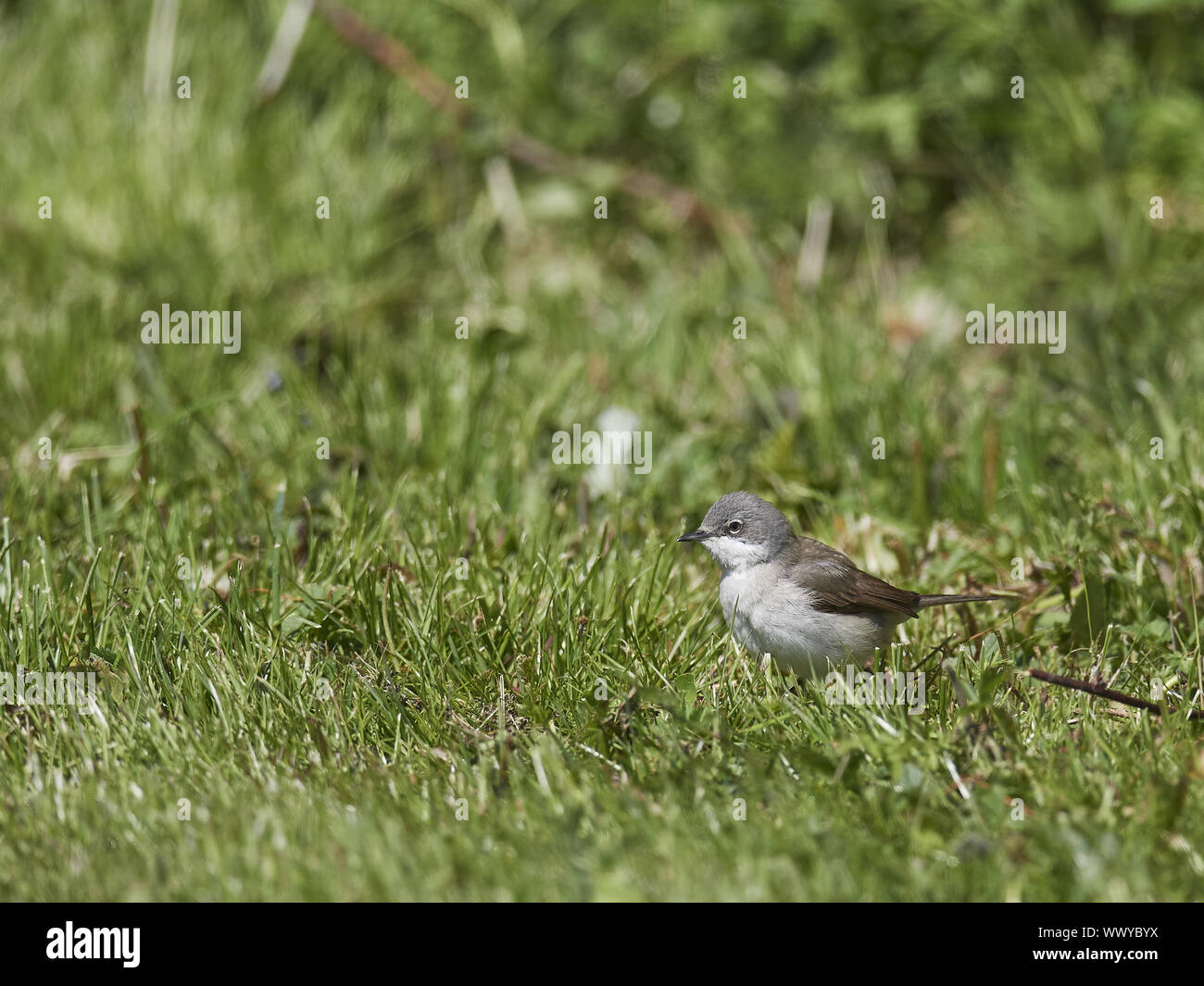 Lesser Whitethroat Stockfoto