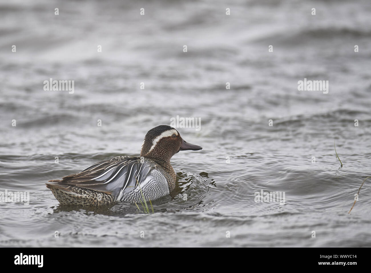 Eurasische Teal Stockfoto