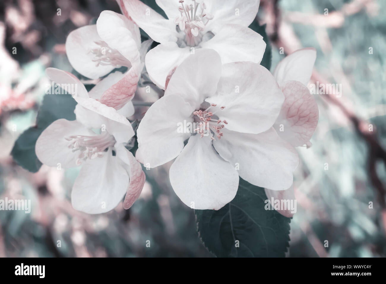 Zweig der blühenden Apfelbaum auf einem Hintergrund einen grünen Garten. Stockfoto