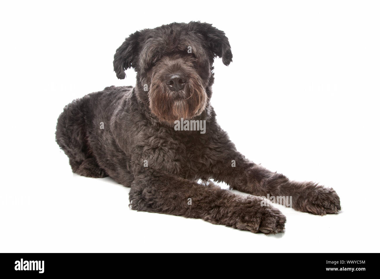 Bouvier Des Flandres vor einem weißen Hintergrund Stockfoto