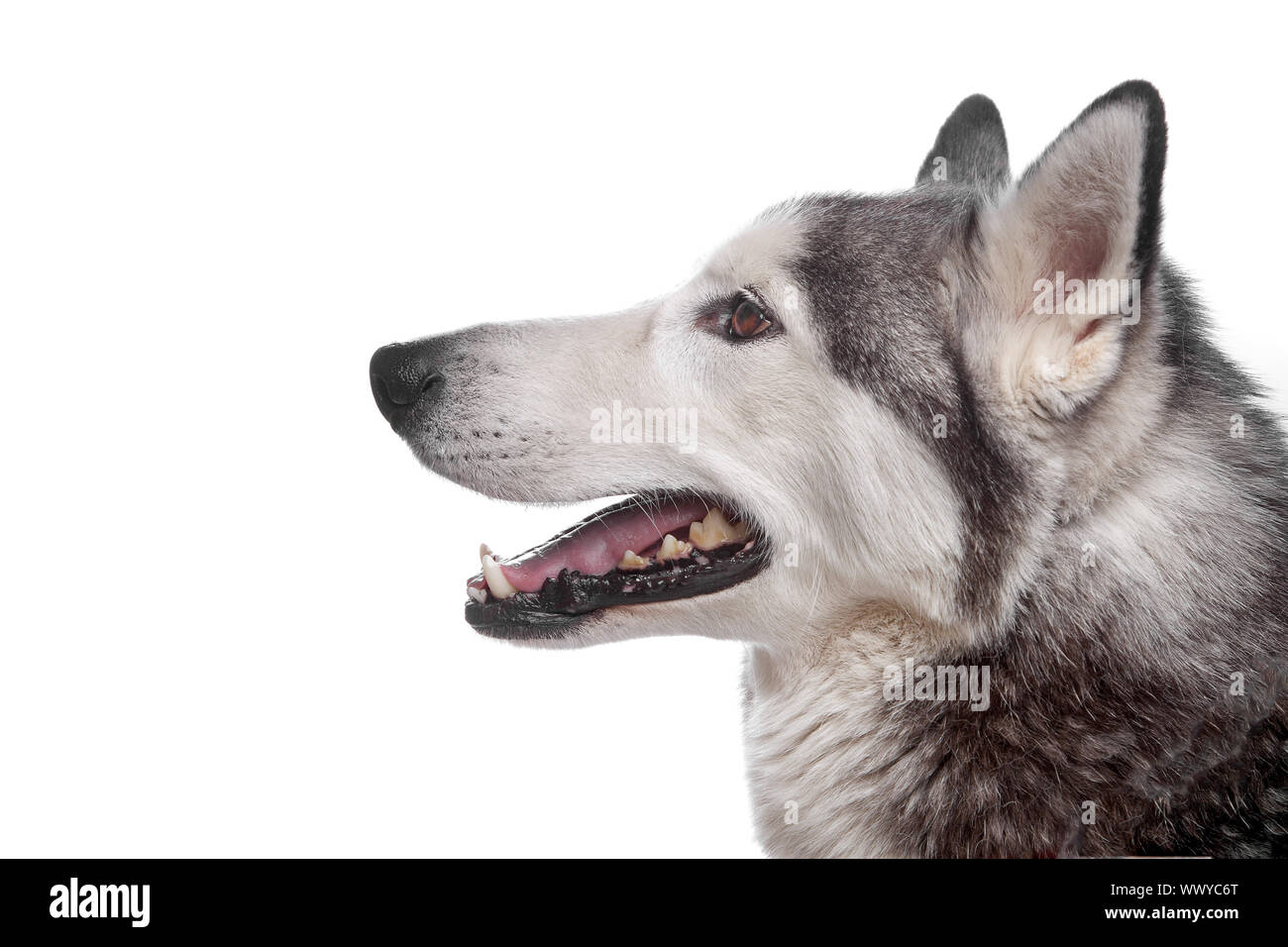 Siberian Husky vor einem weißen Hintergrund Stockfoto