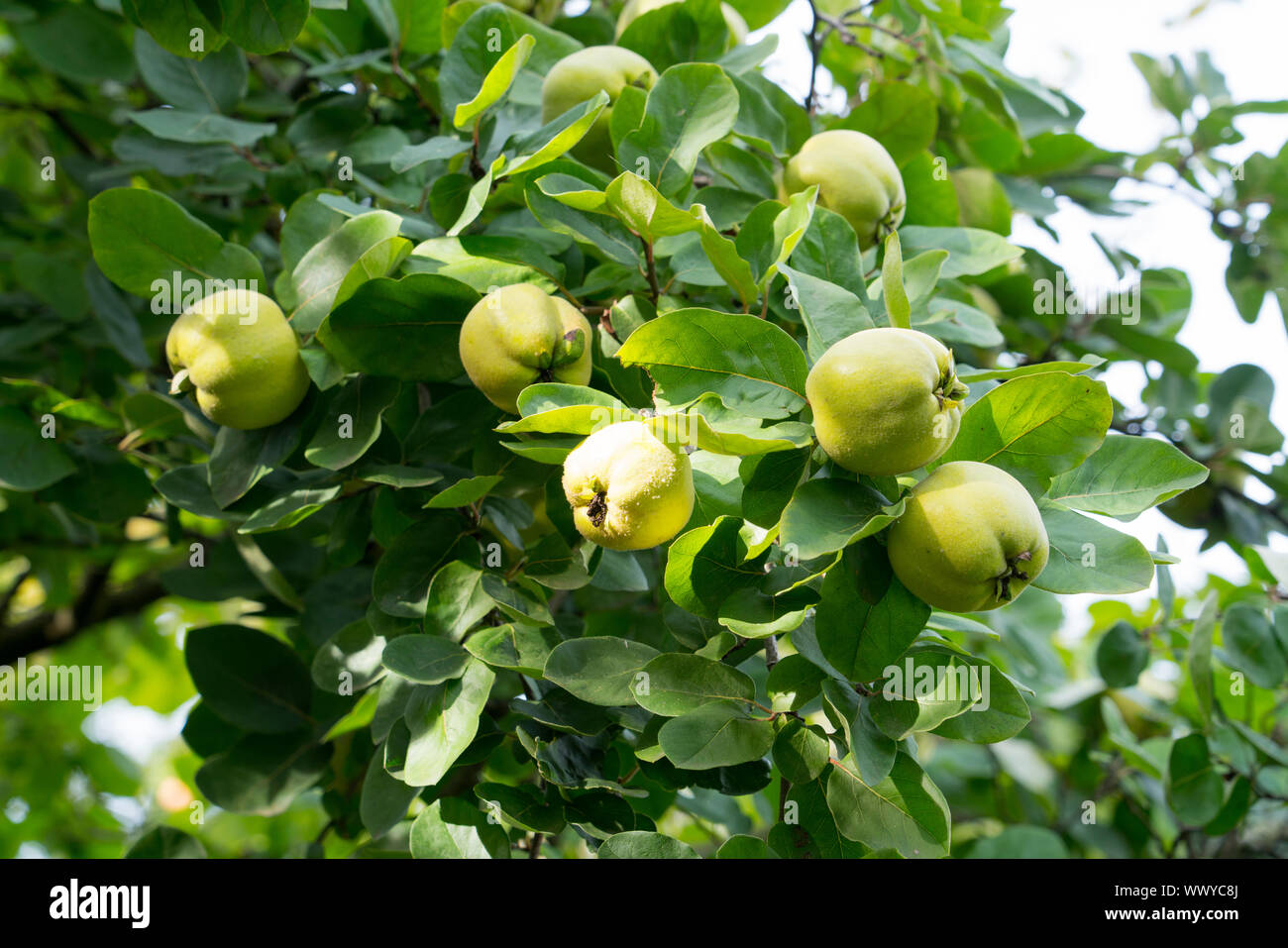 Quitten in einem Garten, Konstantinopel Quitte, Apfel Quitte Stockfoto