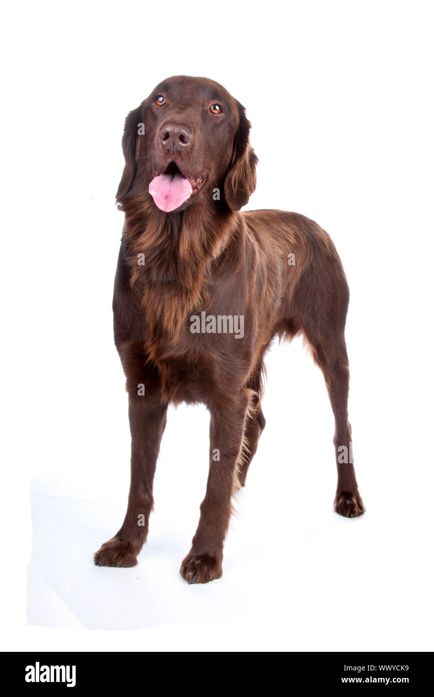 Vorderansicht der braune Flatcoated Retriever Hund Blick in die Kamera, isoliert auf einem weißen Hintergrund. Stockfoto