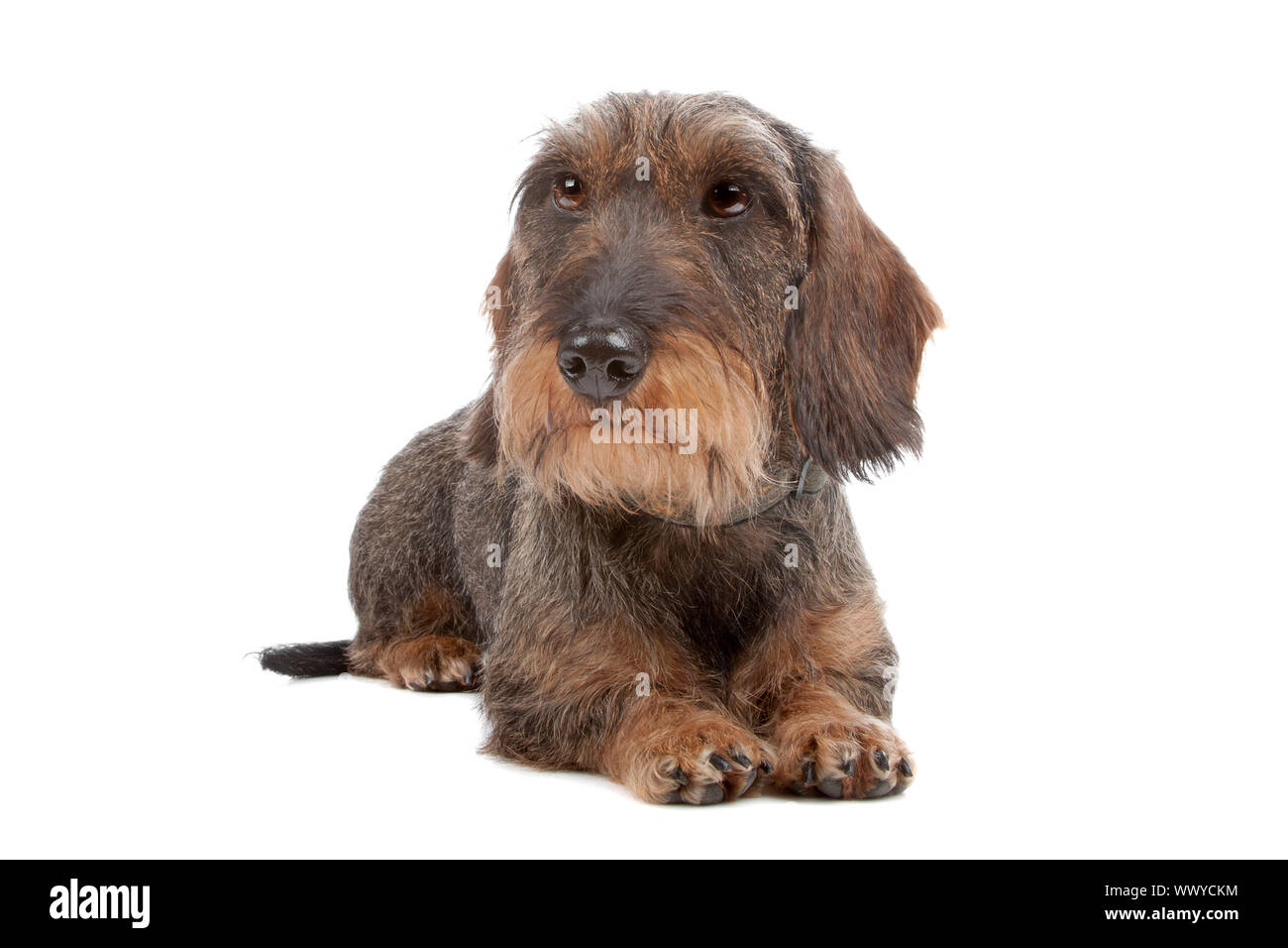 Draht kurzhaarige Dackel Hund auf Vorderseite, liegend auf einem weißen Hintergrund isoliert Stockfoto