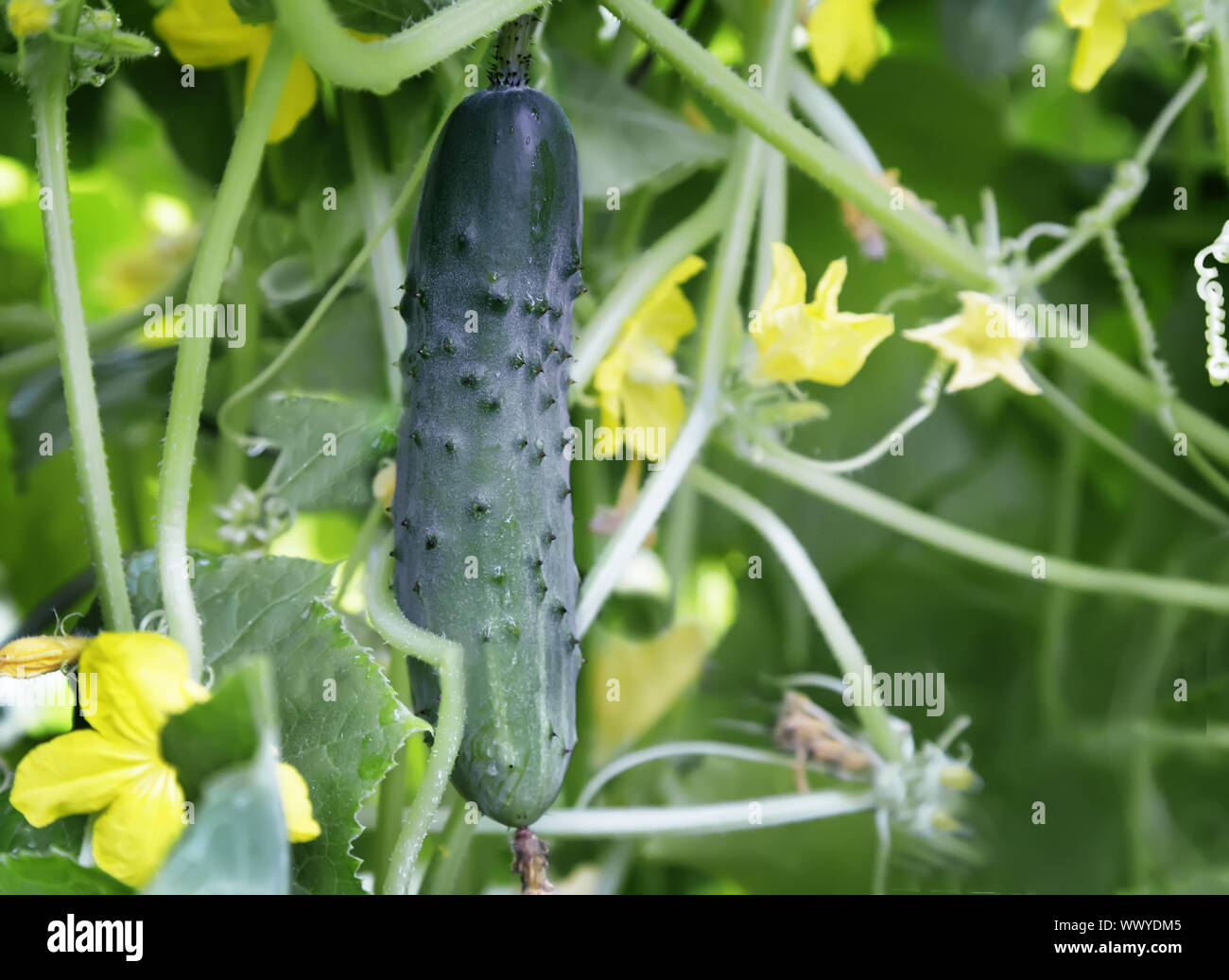 Im Gewächshaus wächst eine junge Gurke. Stockfoto