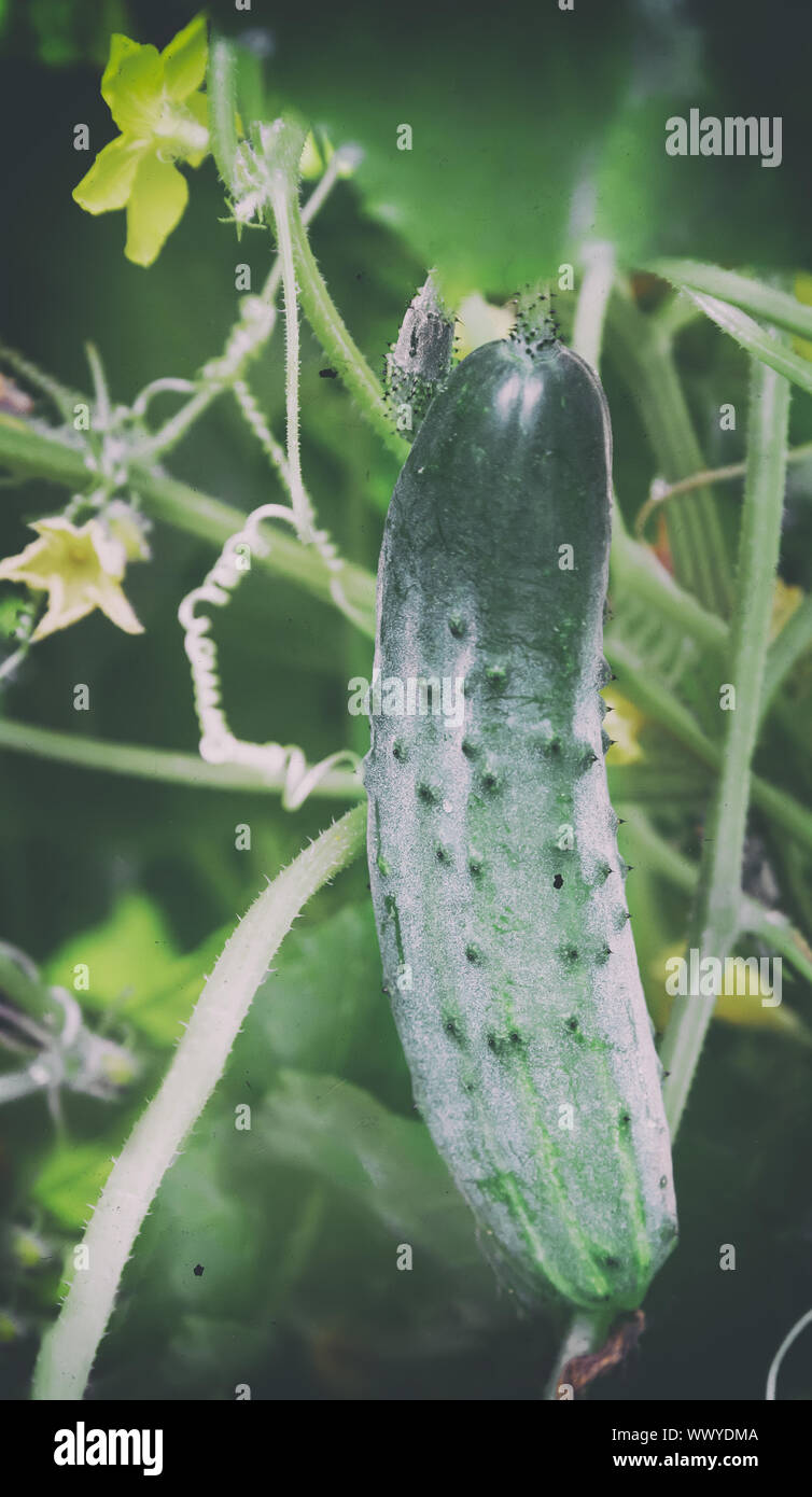 Im Gewächshaus wächst eine junge Gurke. Stockfoto