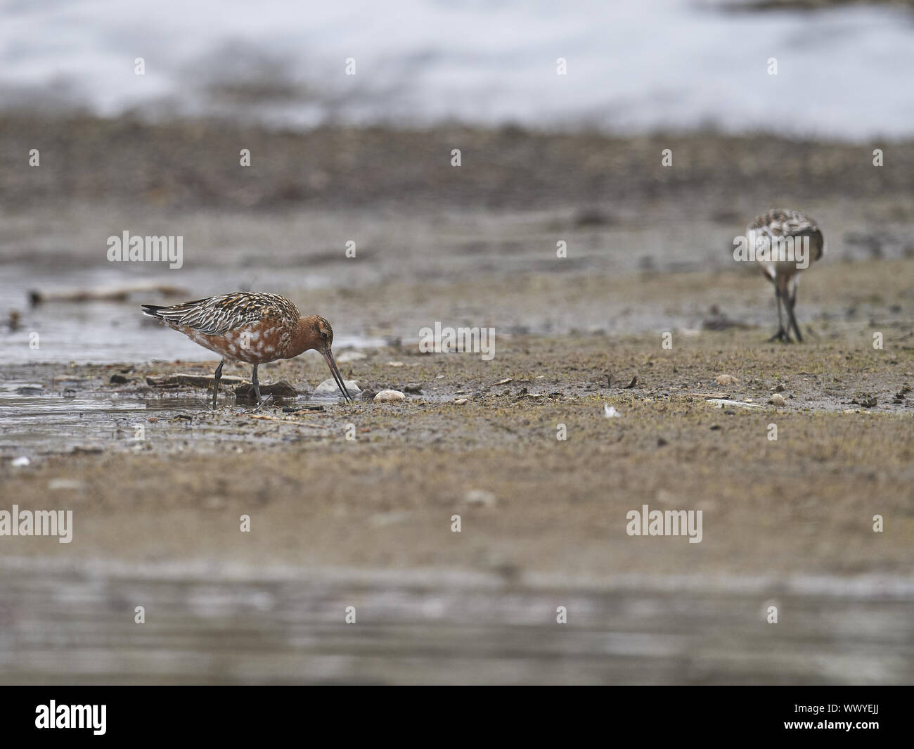 Bar-tailed Uferschnepfe Stockfoto