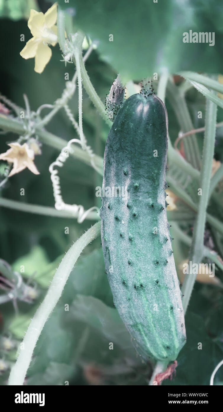 Im Gewächshaus wächst eine junge Gurke. Stockfoto