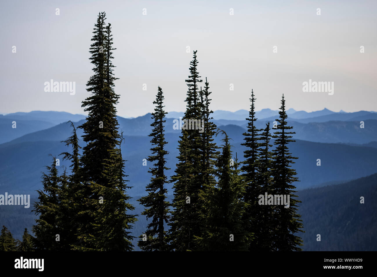 Supalpine Tannen, Abies lasiocarpa, mit endlosen blauen Grate in den Bock Felsen, Wüste, Gifford Pinchot National Forest, Washington State, USA Stockfoto