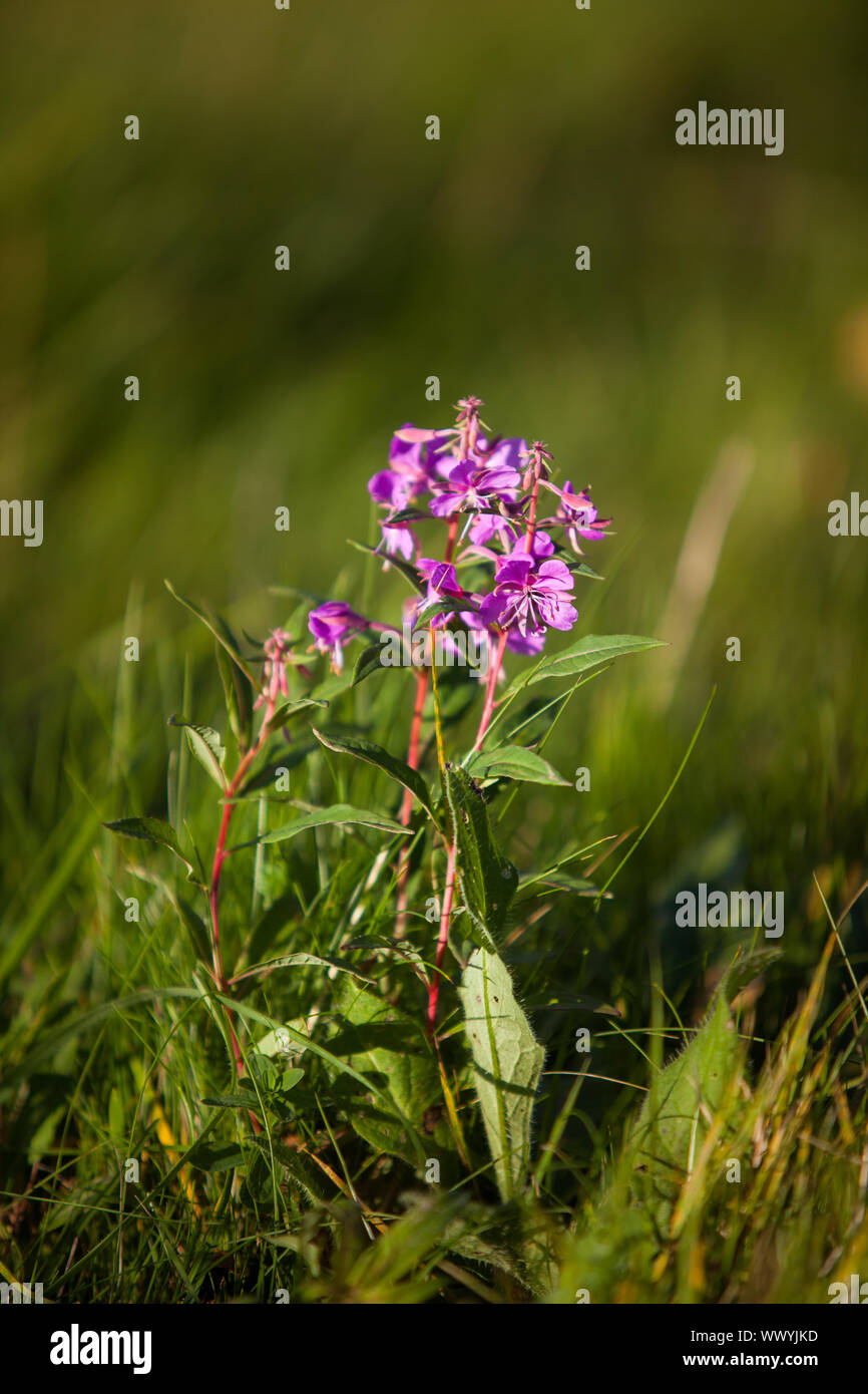 Lila blühende Pflanze über die Wiese in der Nähe von Hornberg  Stockfotografie - Alamy