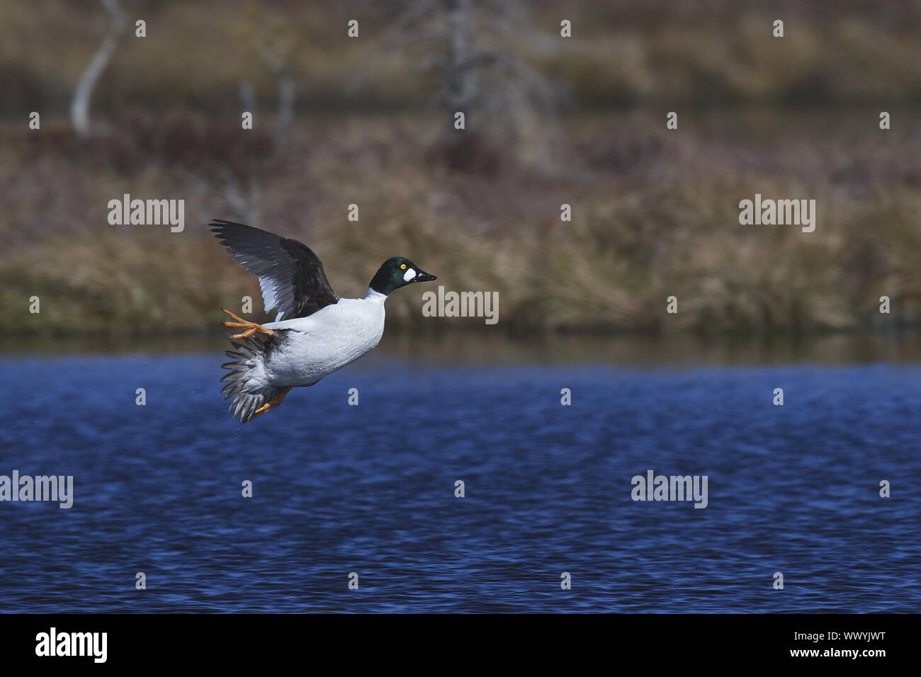 Goldeneye Stockfoto