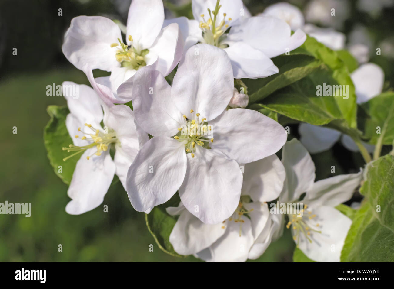 Zweig der blühenden Apfelbaum auf einem Hintergrund einen grünen Garten. Stockfoto