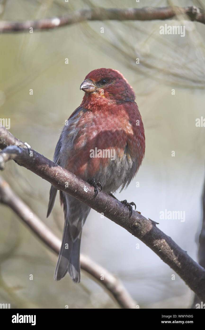 Haken gimbel Stockfoto