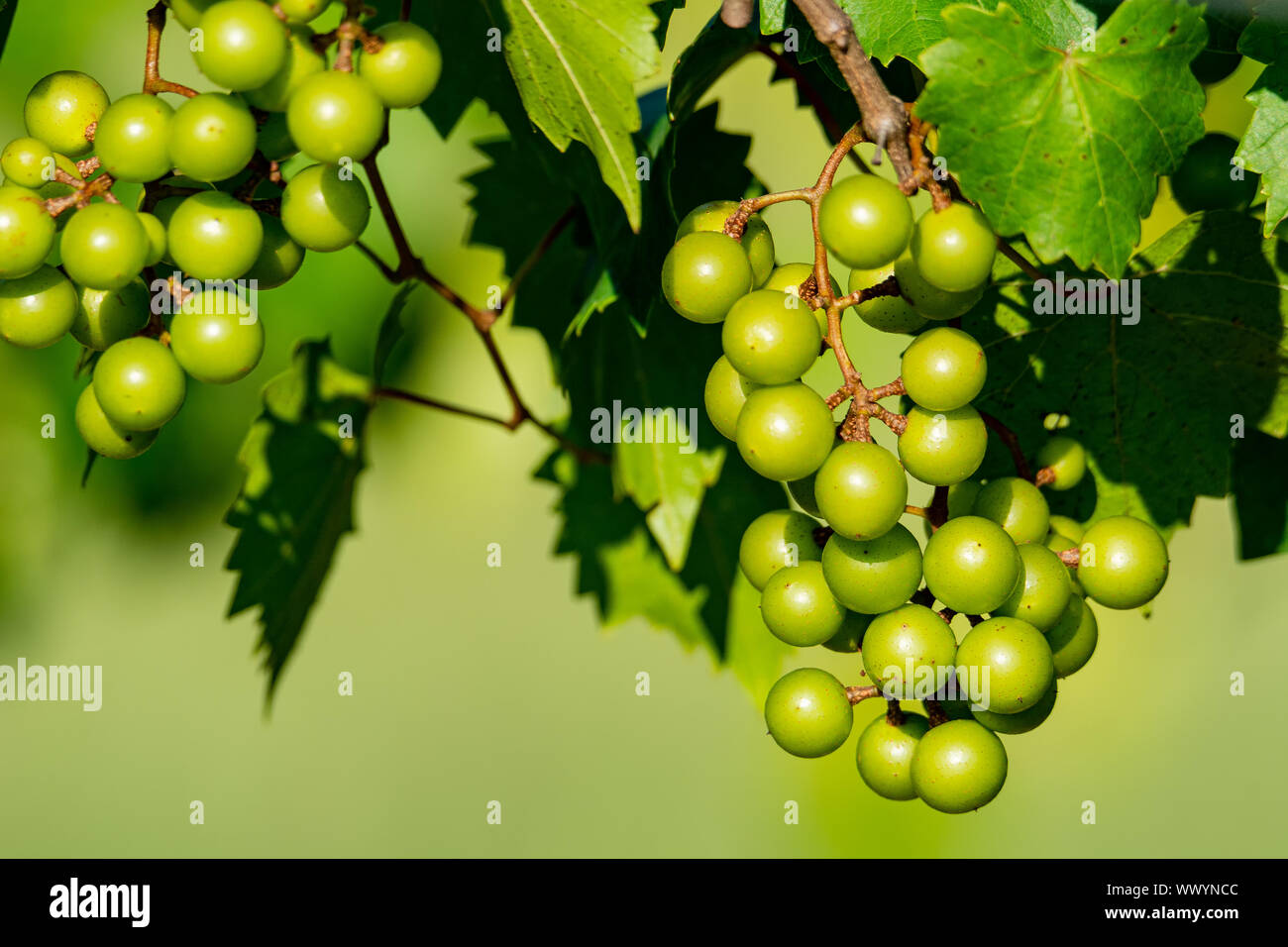 Grüne Muscadine Trauben am Weinstock Stockfoto