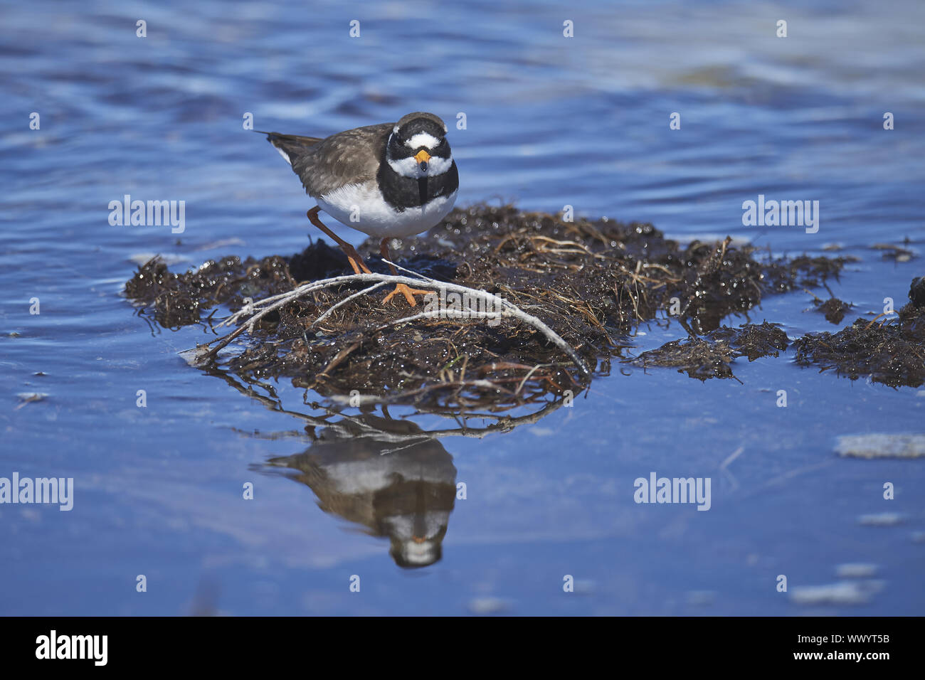 Sandregenpfeifer Stockfoto