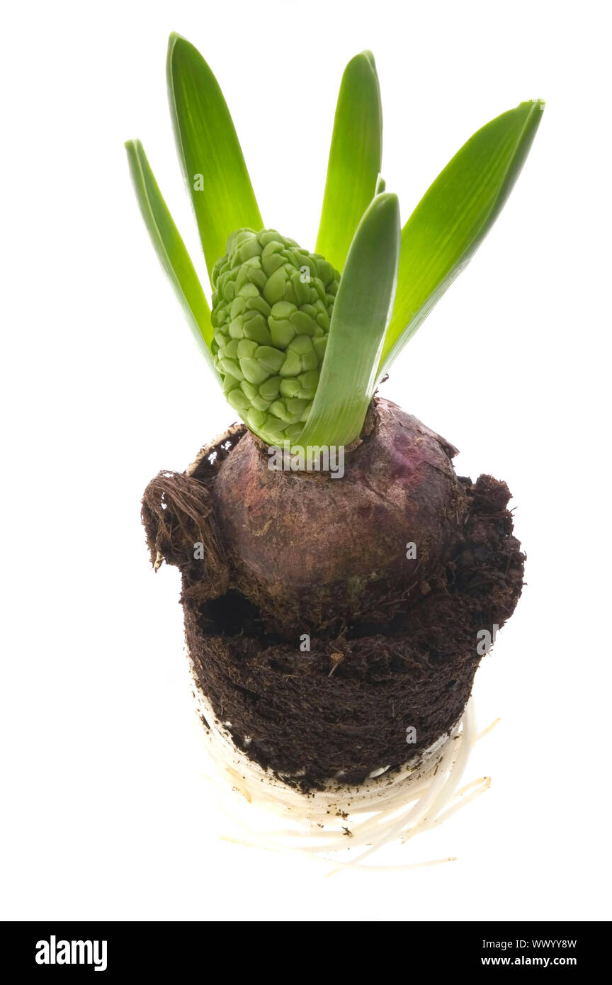 Hyazinthe mit Boden- und Root System isoliert auf dem weißen Hintergrund Stockfoto