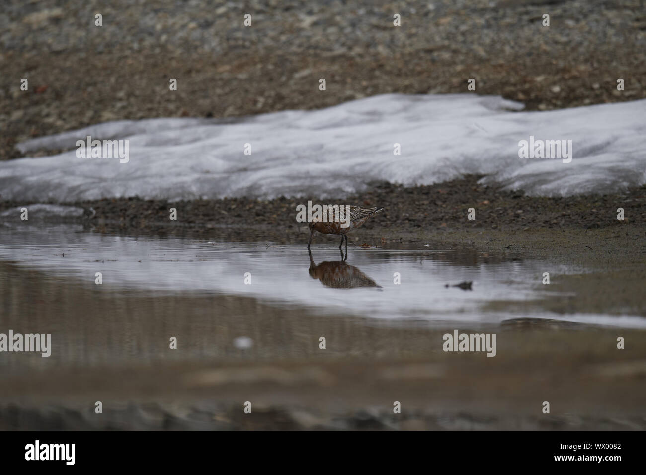 Bar-tailed Uferschnepfe Stockfoto