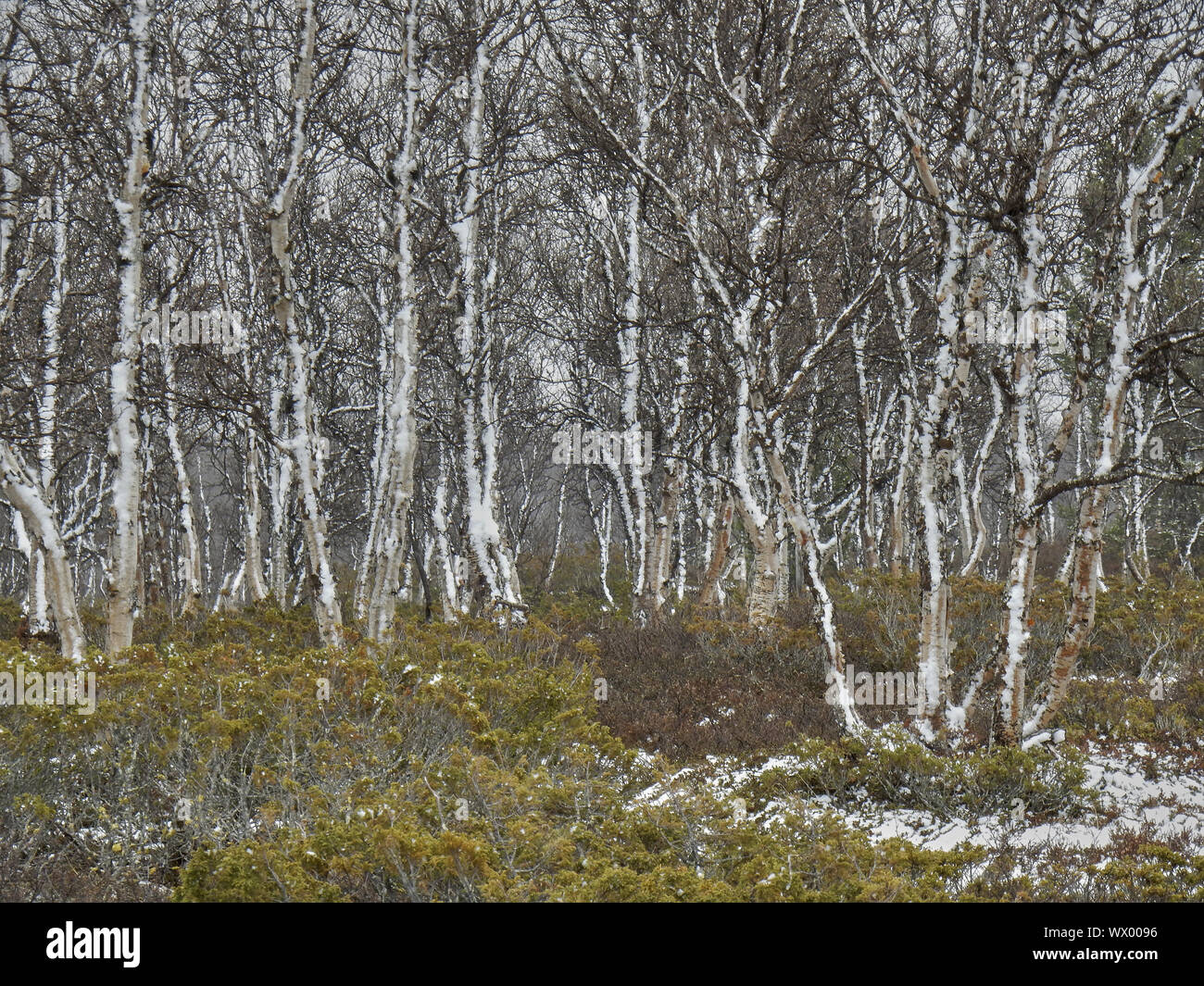 Flatruet Stockfoto