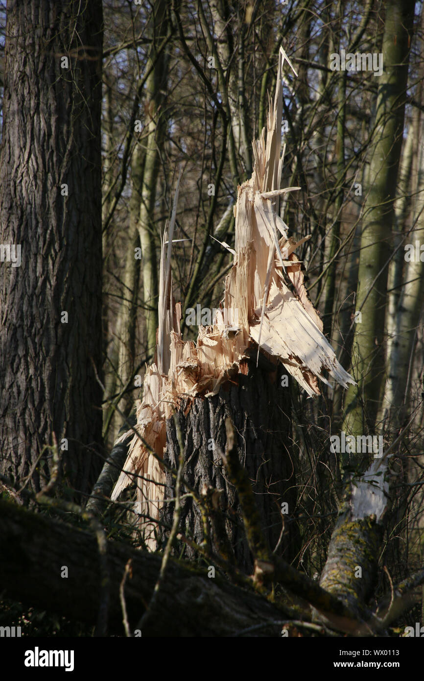 Gebrochene Baum als Folge der starken Sturm im Naturpark Kottenforst-Ville Stockfoto