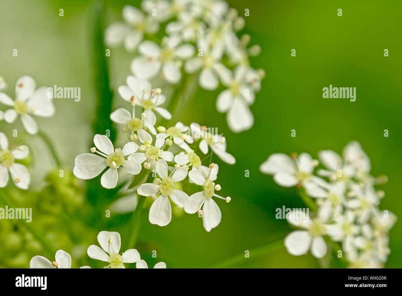 Makro von winzigen weissen Kuh Petersilie Blumen, selektiven Fokus mit bokeh Hintergrund. Auch als wilder Kerbel bekannt, wilde beaked Petersilie, Mutter - sterben, keck oder EIN Stockfoto