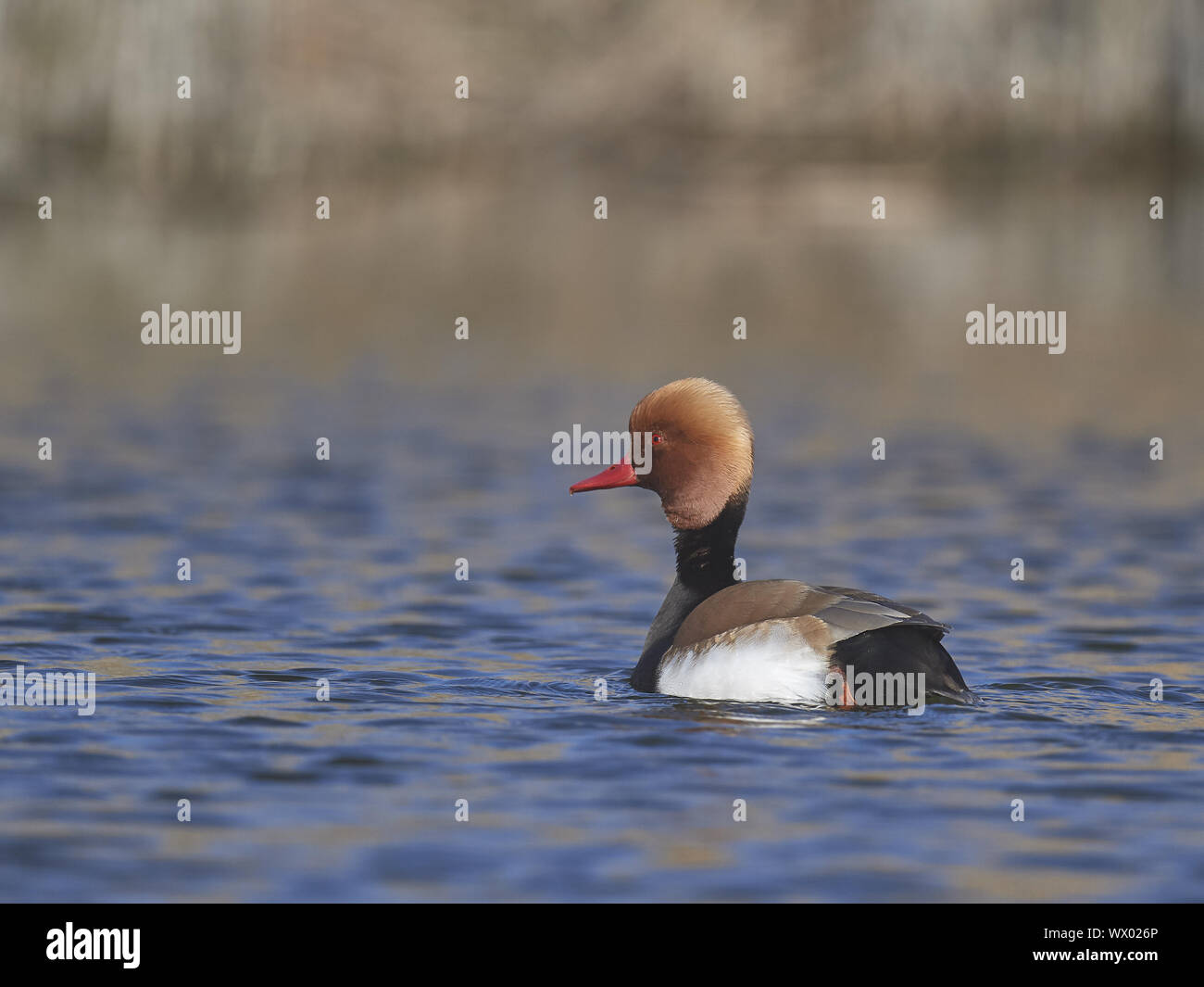 Tafelenten Stockfoto