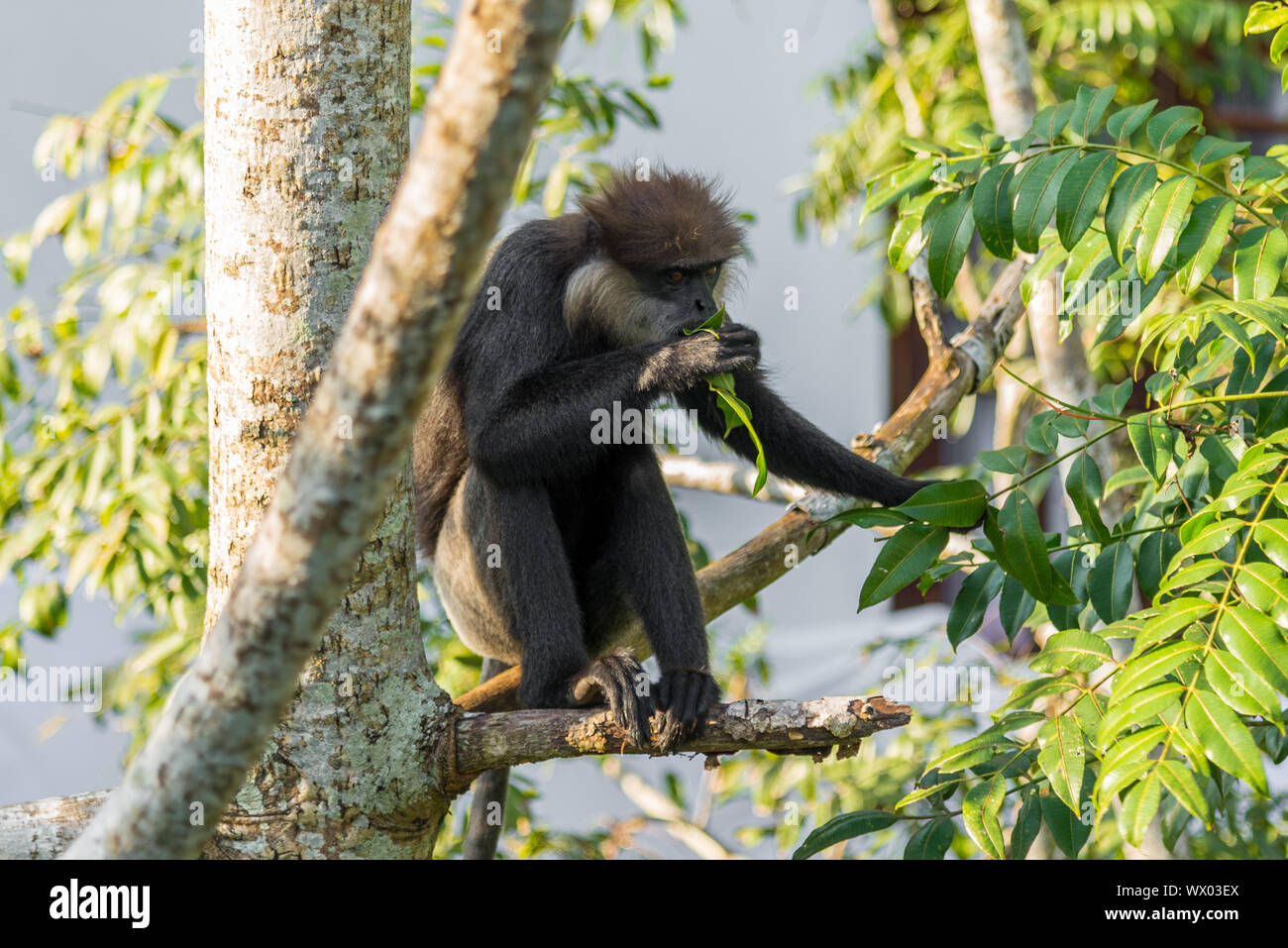 Affen und Wildnis auf den Dschungel Ort, hinter dem kleinen Ort Unawatuna, Sri Lanka Stockfoto