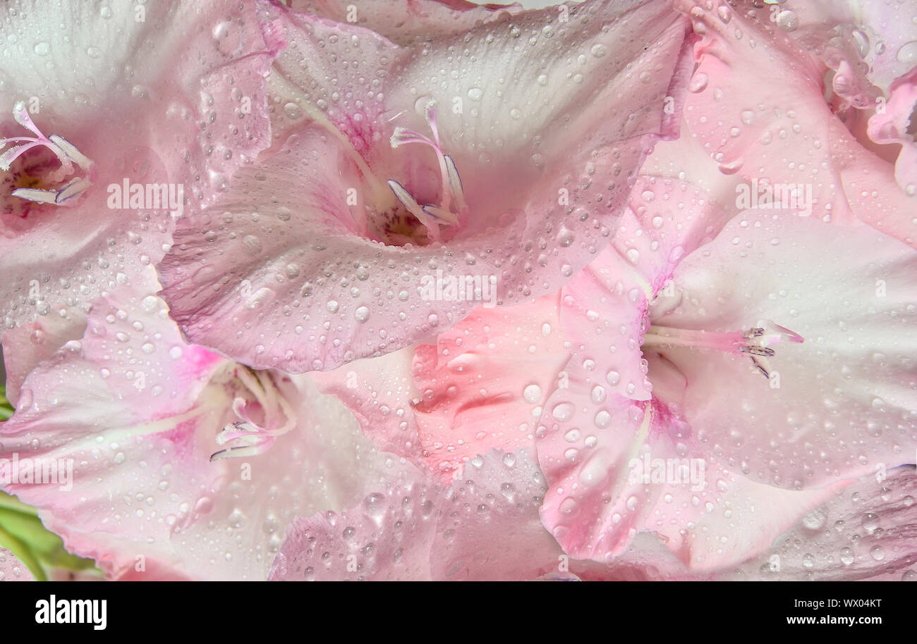 Hintergrund - Rosa mit zarten Blumenmustern gladiolus Blumen mit Wassertropfen. Makroaufnahme der schönen sanften Blumen mit nassen Blütenblätter von Morgentau. Schönheit Stockfoto