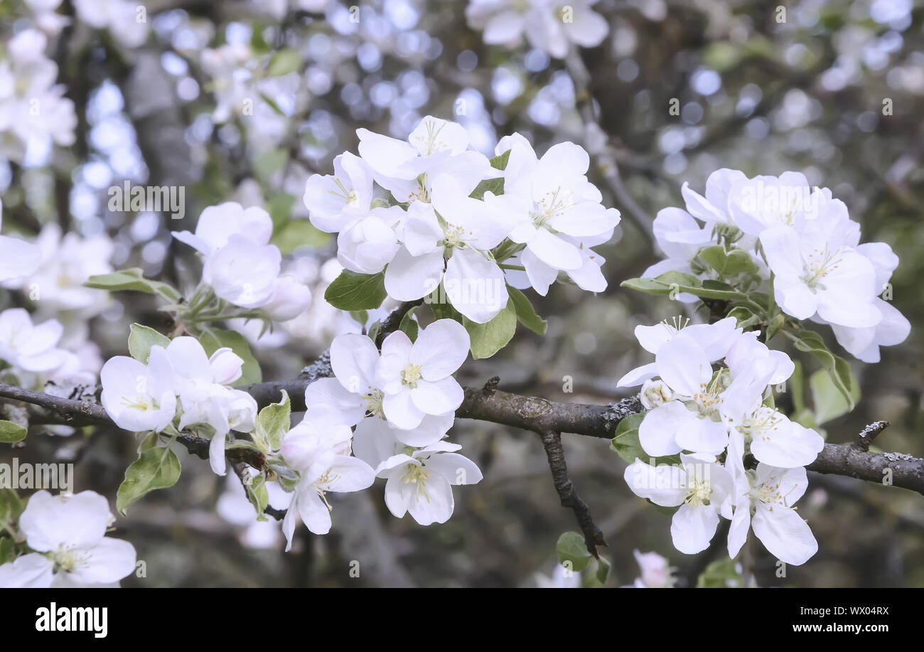 Zweig der blühenden Apfelbaum auf einem Hintergrund einen grünen Garten. Stockfoto