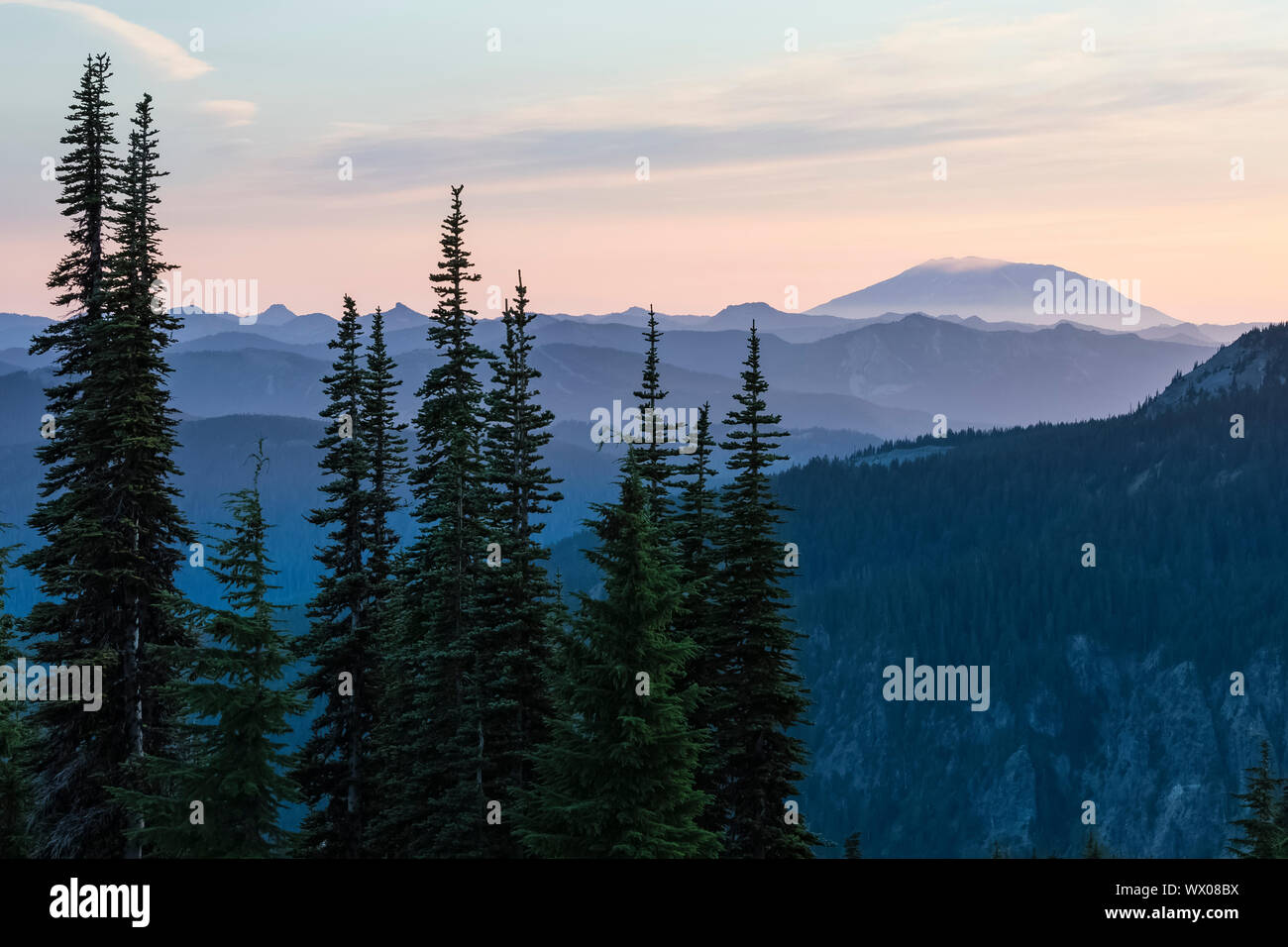 Mount St. Helens in der Ferne, mit Supalpine Tannen, Abies lasiocarpa, gesehen von der Ziege Felsen, Wüste, Gifford Pinchot National Forest, Washi Stockfoto