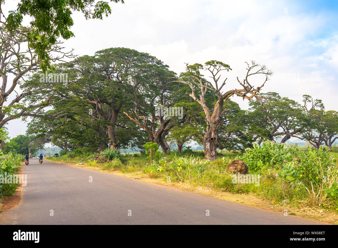 Regen Bäume außerhalb der kleinen Stadt Hambantota auf Sri Lanka Stockfoto