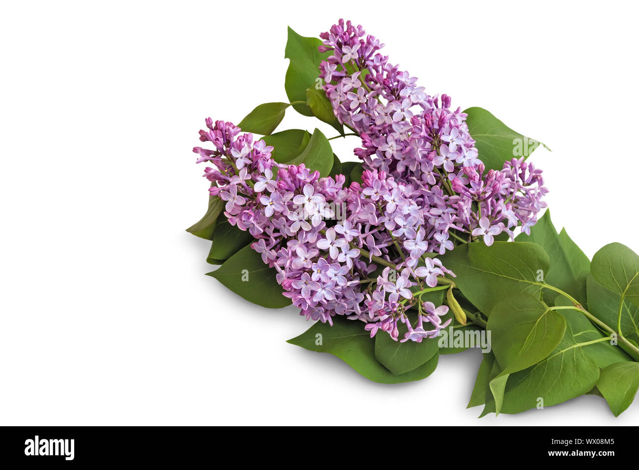Zweig der Lila mit schönen Blumen auf einem weißen Hintergrund. Stockfoto