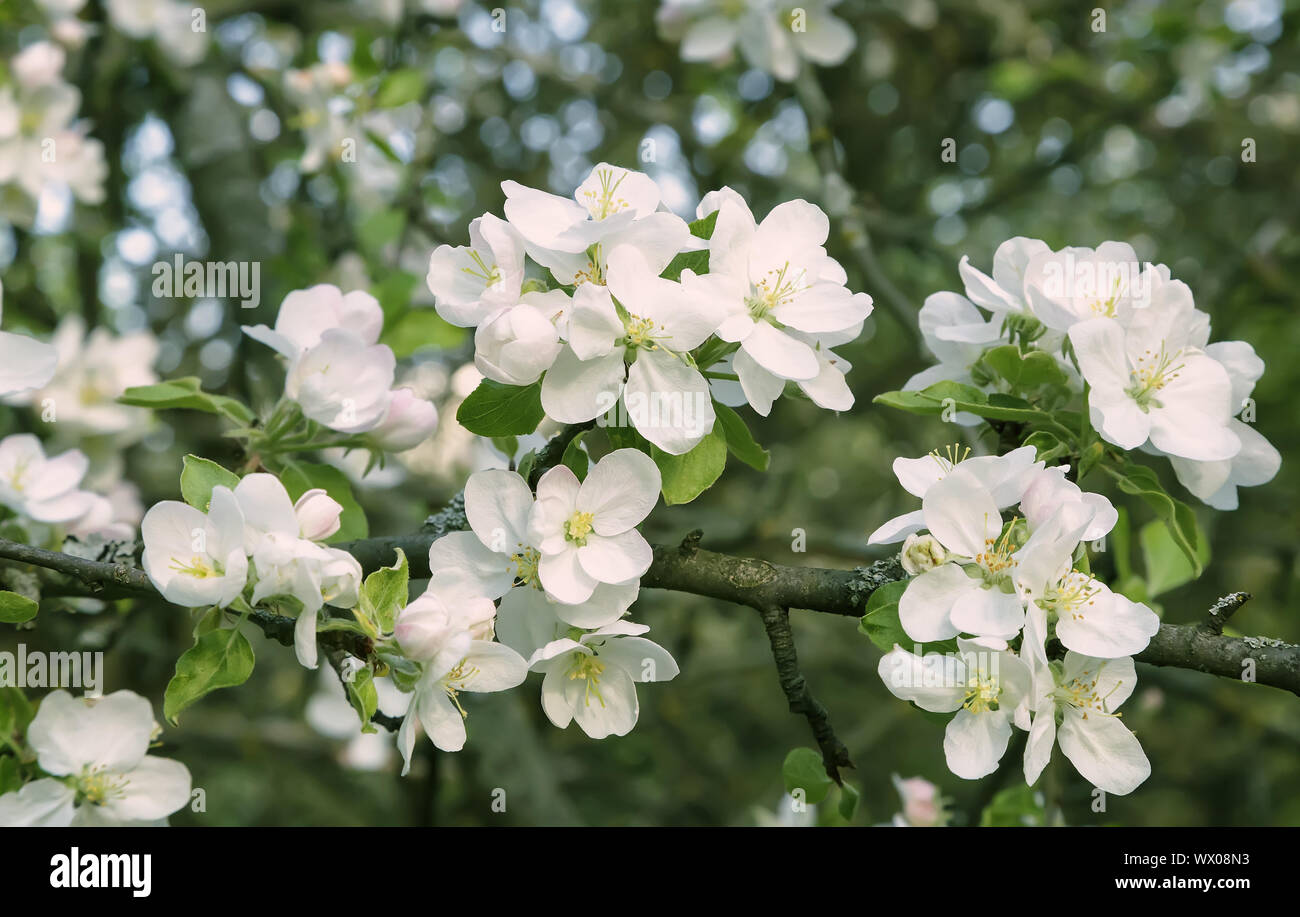 Zweig der blühenden Apfelbaum auf einem Hintergrund einen grünen Garten. Stockfoto
