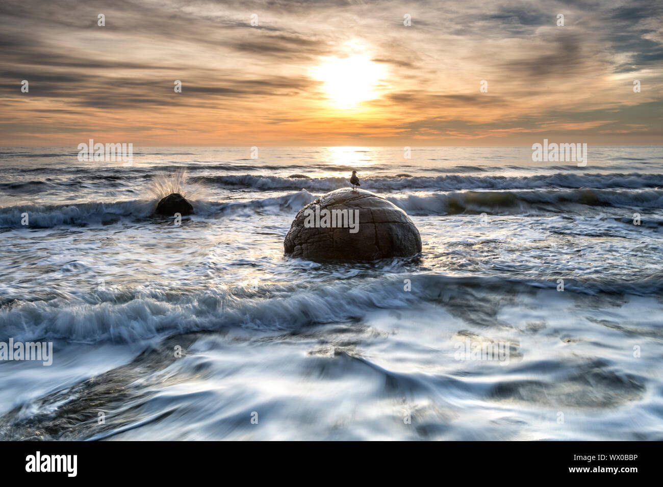 Eine Möwe saß auf einem moeraki Boulders bei Sonnenaufgang, Otago, Südinsel, Neuseeland, Pazifische Stockfoto