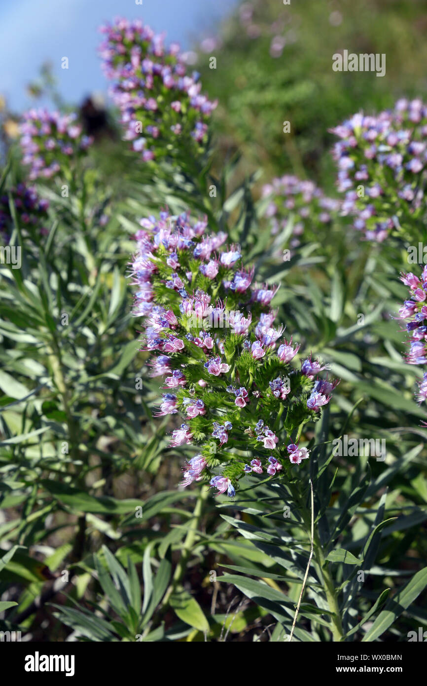 La Palma weiß bugloss Natternkopf brevirame - Wanderung von Las Tricias zu Santo Domingo de Garafia Stockfoto