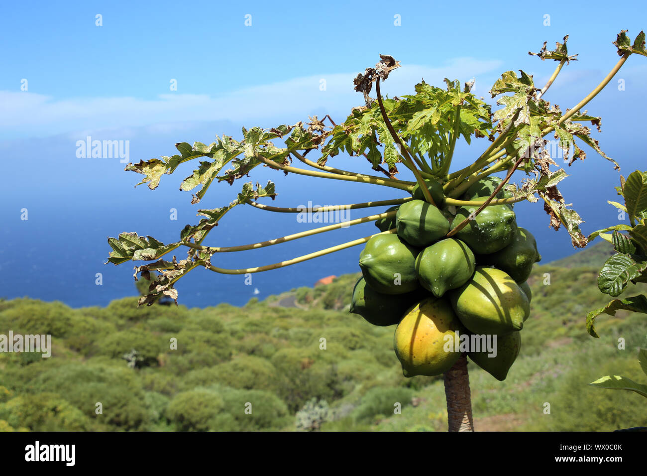 Papaya (Carica papaya), Melone, Papaya Baum - Wanderung von Las Tricias zu Santo Domingo de Garafía Stockfoto