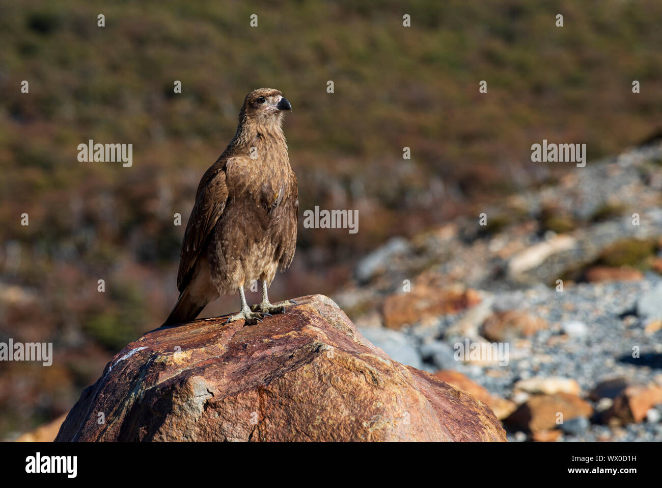Chimango in El Chalten, Provinz Santa Cruz, Patagonien, Argentinien, Südamerika Stockfoto