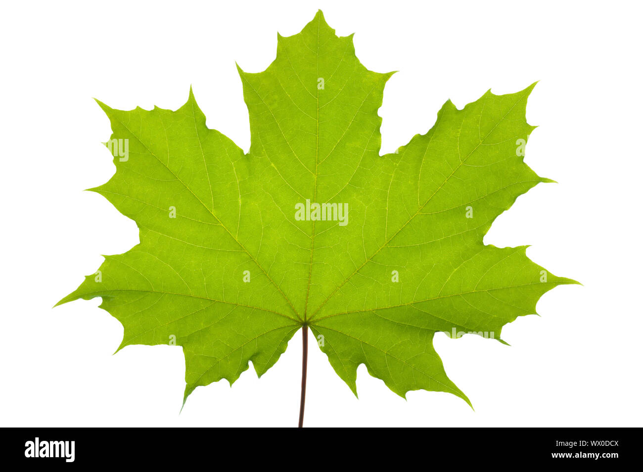 Einzelne Blätter Ahorn auf weißem Hintergrund Stockfoto