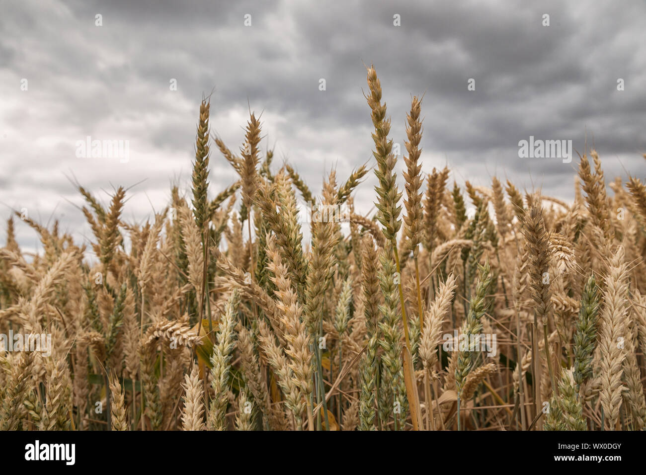 Weizenfeld unter bewölktem Himmel Stockfoto