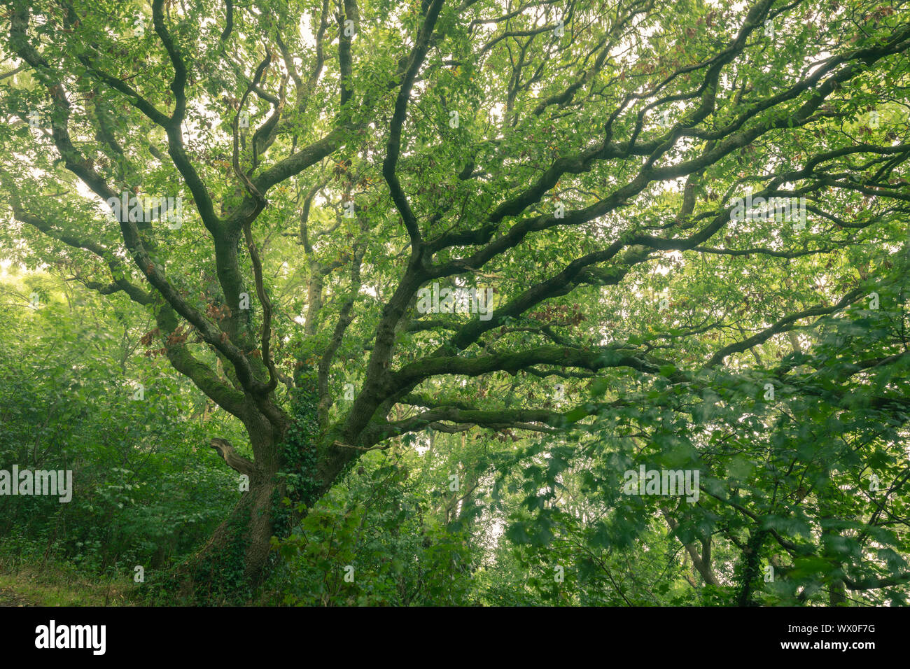 Englisch Oak Tree mit Sommer Laub, Cornwall, England, Vereinigtes Königreich, Europa Stockfoto